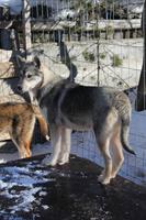 auf der Huskyfarm