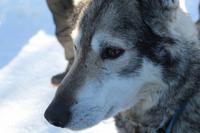 auf der Huskyfarm