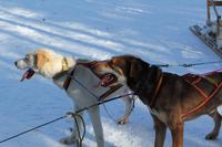auf der Huskyfarm
