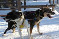 auf der Huskyfarm