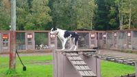 vuokatti, Huskyfarm (22)