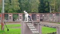 vuokatti, Huskyfarm (23)