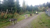 vuokatti, Huskyfarm (5)