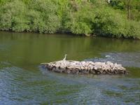 Reiher fühlen sich wohl im Main