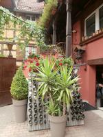  Beim Winzer Ruhlmann in Dambach La Ville