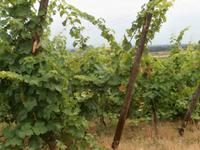 Weinreben der Winzerei Ruhlmann