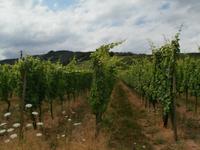 Weinreben der Winzerei Ruhlmann