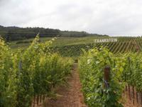 Weinreben der Winzerei Ruhlmann