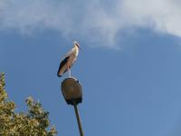 Riquewihr-Storch in Natur