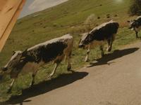 Fromagerie Graine de Lait Lapoutroie-Kühe für Münster Käse