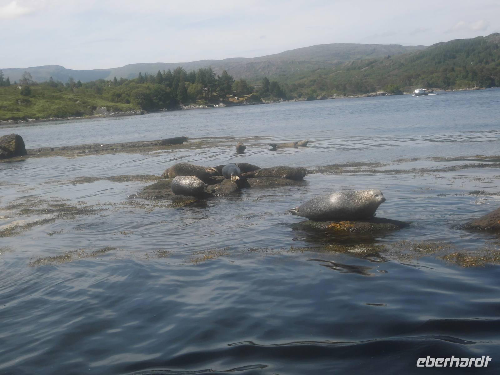 Robbenbänke vor Garinish Island