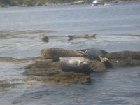 Robbenbänke vor Garinish Island