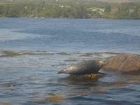 Robbenbänke vor Garinish Island