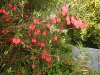 Gärten von Garinish