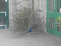 im Hof von Johnstown Castle