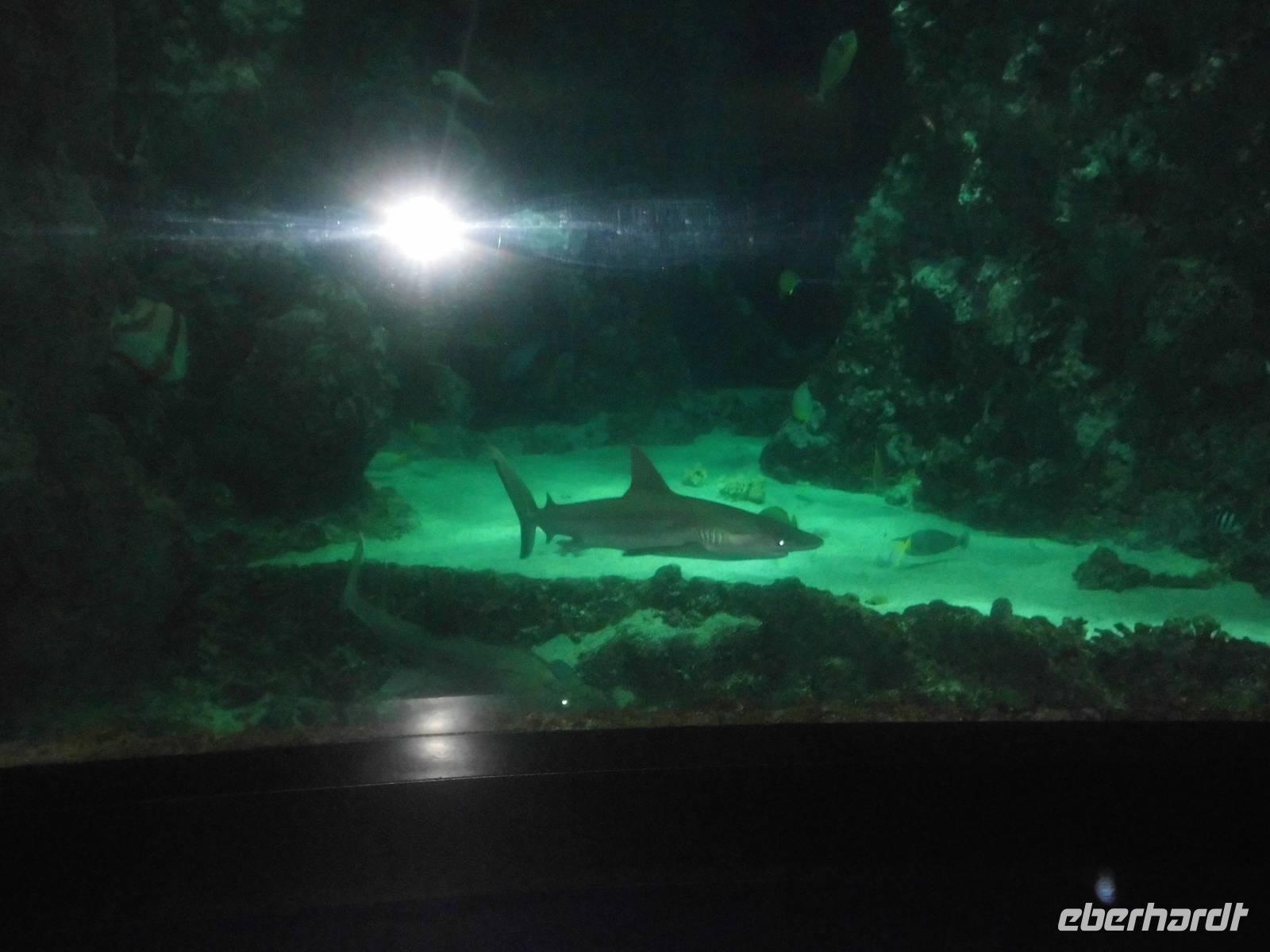 Haibecken in Oceanopolis