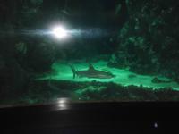 Haibecken in Oceanopolis