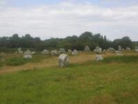 Carnac, Steinreihen
