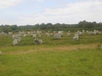 Carnac, Steinreihen
