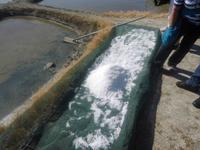 Salzgärten von Guérande