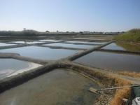 Salzgärten von Guérande