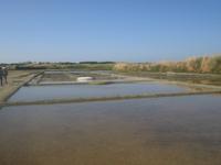 Salzgärten von Guérande