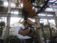 Phönix fliegt