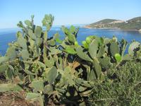 Es grünt und blüht