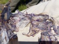 Velella - gestrandete Segelqualle