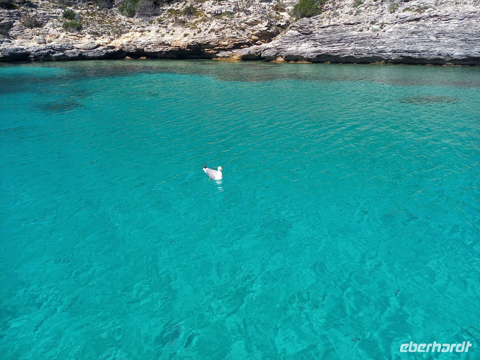 Taucherbucht mit imposanter Möwe