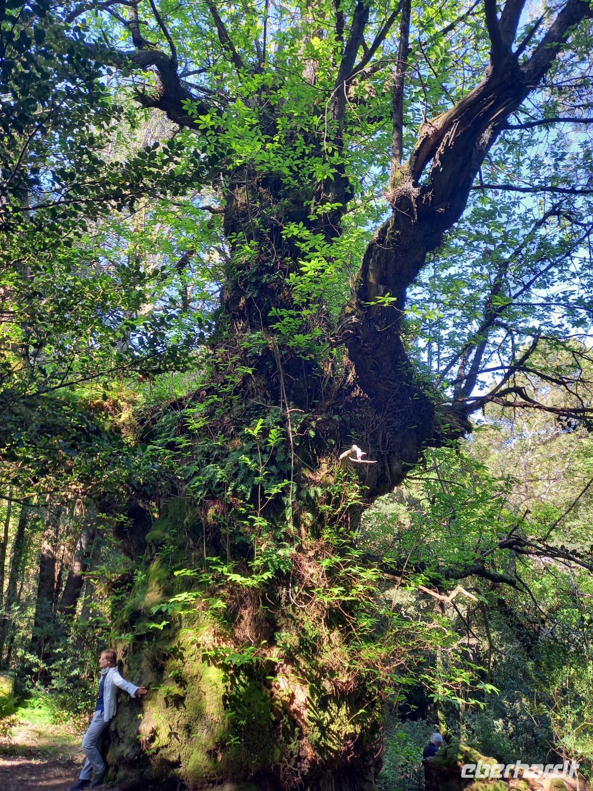 Die älteste Esskastanie, Umfang 10 Personen unserer Wandergruppe, zum Bevella Pass
