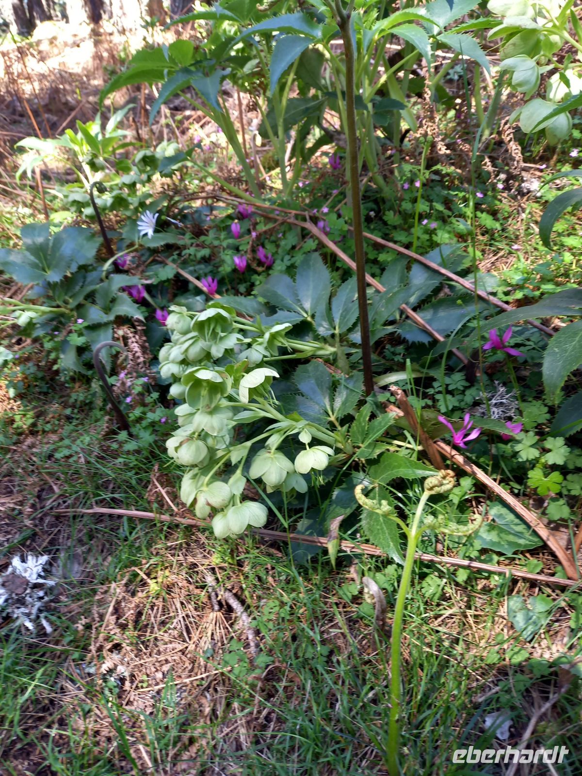 Christrosen und Alpenveilchen mini in dem Bergmassiv bei Bavella
