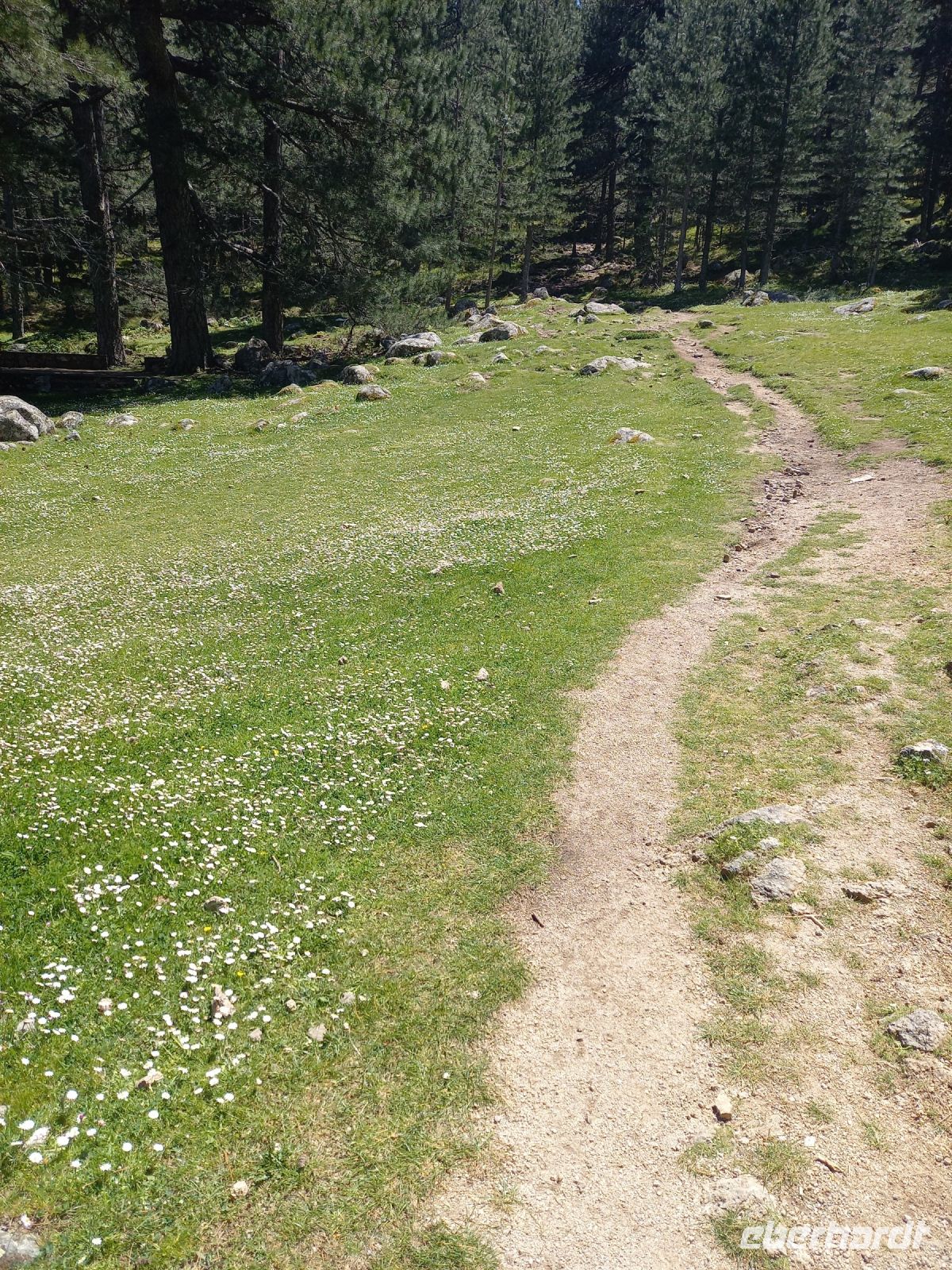 Wanderweg umzäunt von Gänseblümchen, Korsische Dolomiten