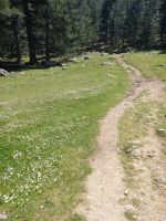 Wanderweg umzäunt von Gänseblümchen, Korsische Dolomiten