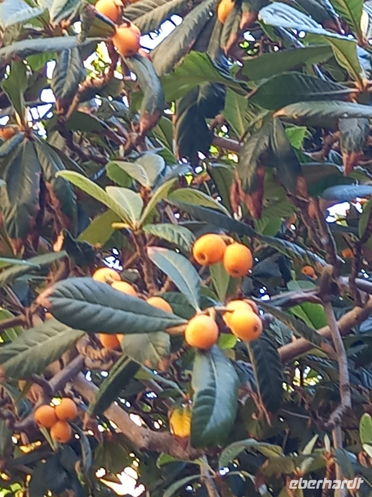 Zitrusfrüchte auf Korsika