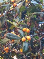 Zitrusfrüchte auf Korsika