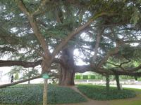 in Tours der Libanesische Baum 