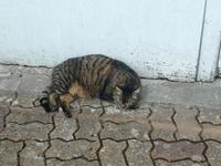 078. Katze beim Wingut Le Pere Auguste