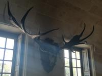 087. Schloss Cheverny - riesen Hirschgeweih