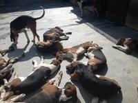 095. Schloss Cheverny - Hundezwinger