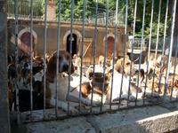 Hundemeute im Schloss Cheverny