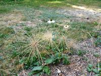 Im Garten des Clos Lucé