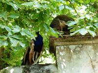 Im Garten des Clos Lucé