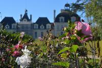 blühender Spätsommer