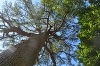 Blick in eine Himalaya Zeder