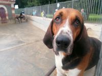 Schloss Cheverny- Jagdhunde