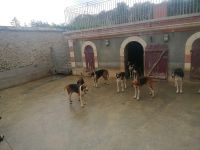 Schloss Cheverny- Jagdhunde