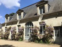 Der Blauregen blüht!