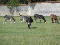 Wirtschaftsgebäude und Gärten