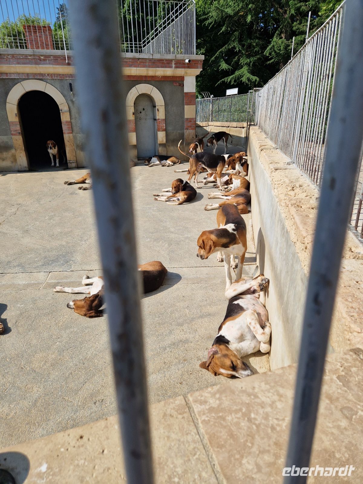 Hundezwinger Cheverny